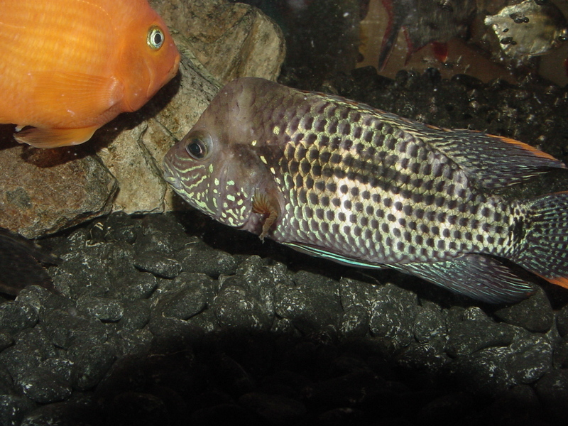 Tropical fishes (buffhead); DISPLAY FULL IMAGE.