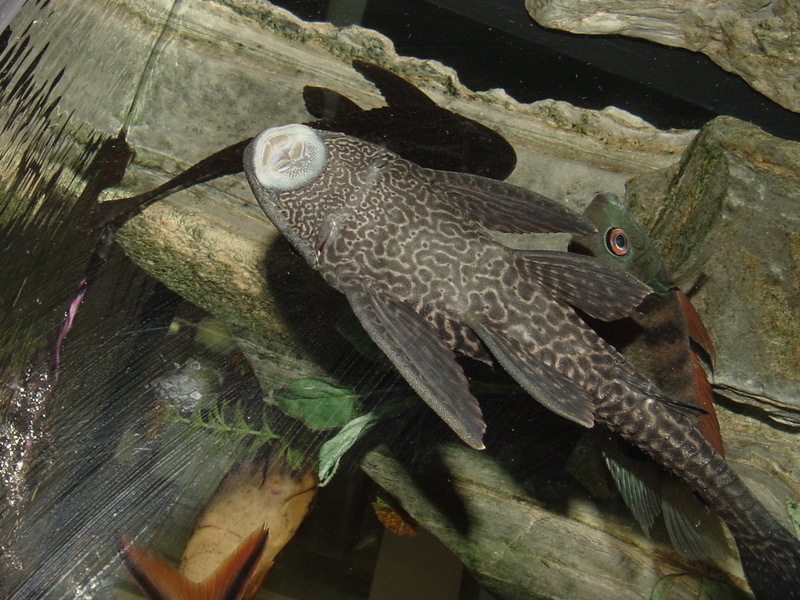 Tropical fishes (suckerfish) -- Suckermouth Catfish (Hypostomus plecostomus); DISPLAY FULL IMAGE.