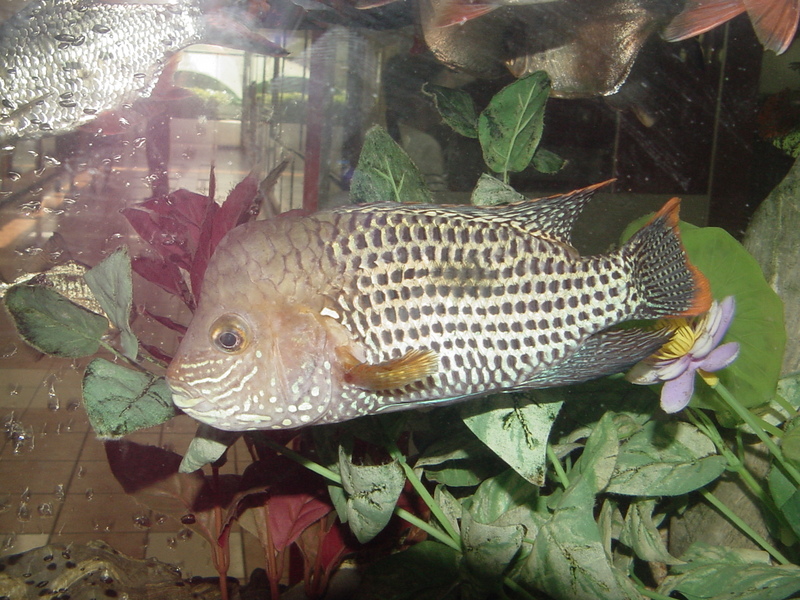 Tropical fishes (buffhead) --> 블루아카라 - Blue Acara, Aequidens pulcher; DISPLAY FULL IMAGE.