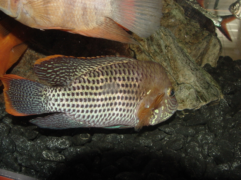 Tropical fishes (buffhead) --> 블루아카라 - Blue Acara, Aequidens pulcher; DISPLAY FULL IMAGE.