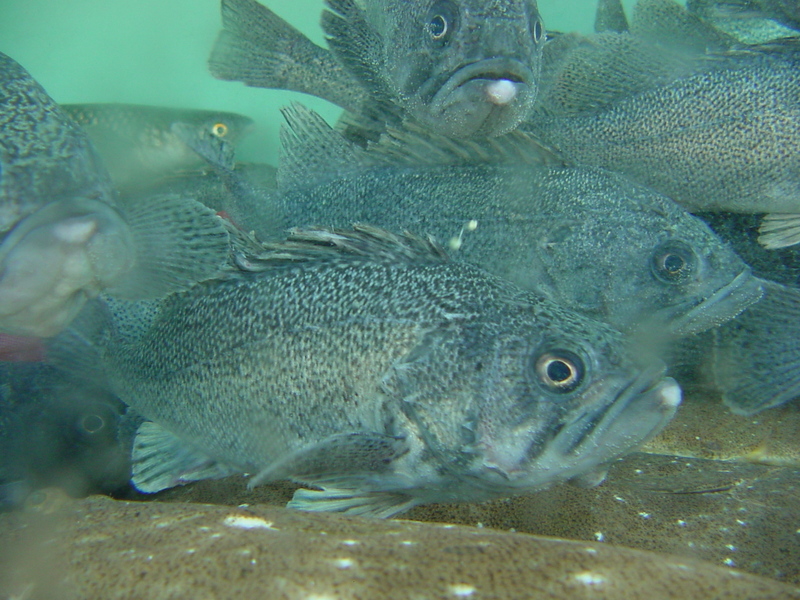 Rockfishes; DISPLAY FULL IMAGE.