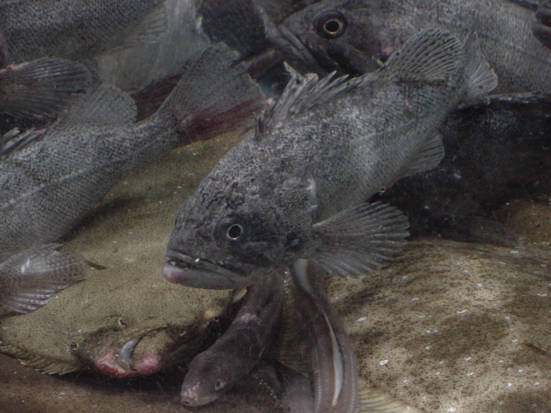 Rockfishes; DISPLAY FULL IMAGE.