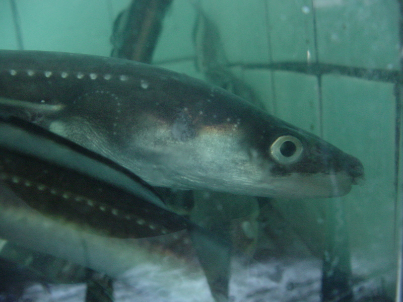 Japanese eel (Anguilla japonica) - 뱀장어; DISPLAY FULL IMAGE.