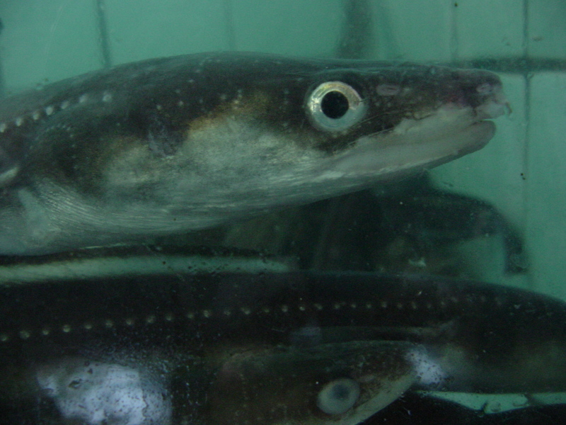 Japanese eels; DISPLAY FULL IMAGE.