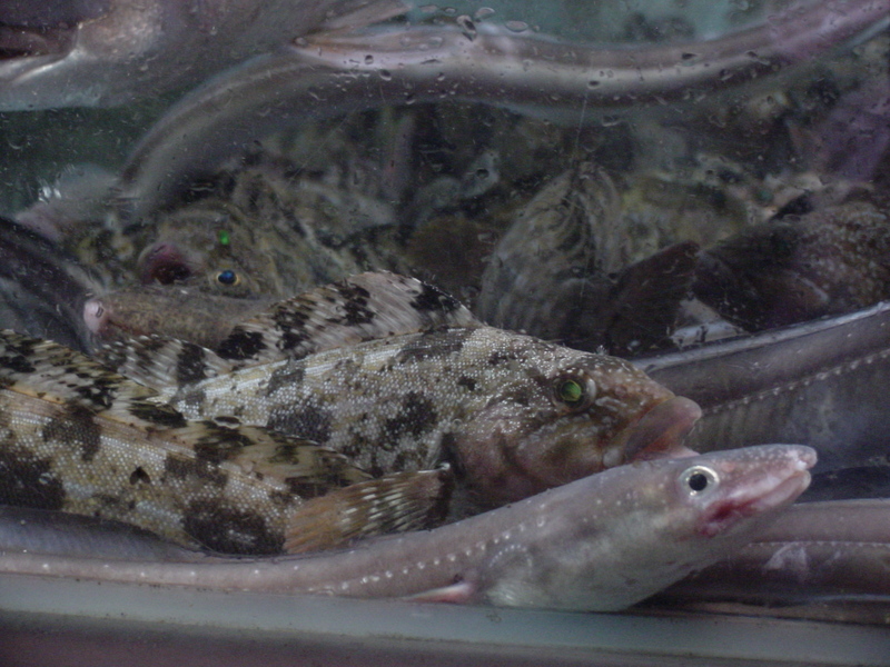 Japanese eels; DISPLAY FULL IMAGE.