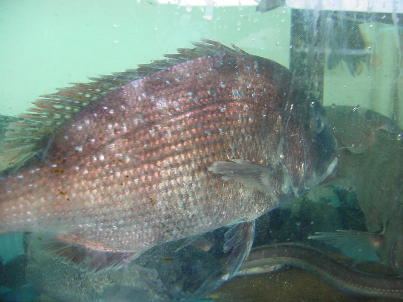 Red sea bream snapper; DISPLAY FULL IMAGE.