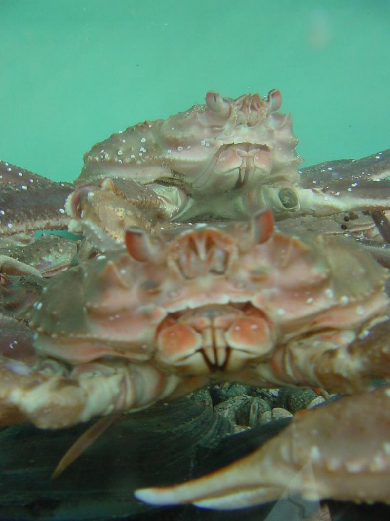 Snow crabs; DISPLAY FULL IMAGE.
