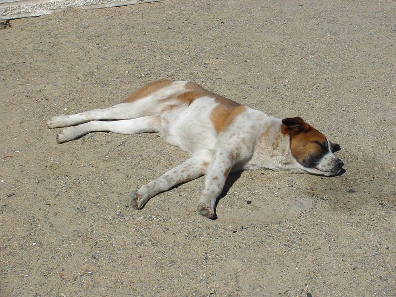 napping dog; DISPLAY FULL IMAGE.