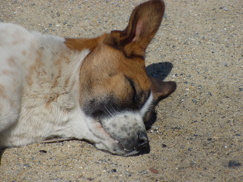 napping dog; DISPLAY FULL IMAGE.