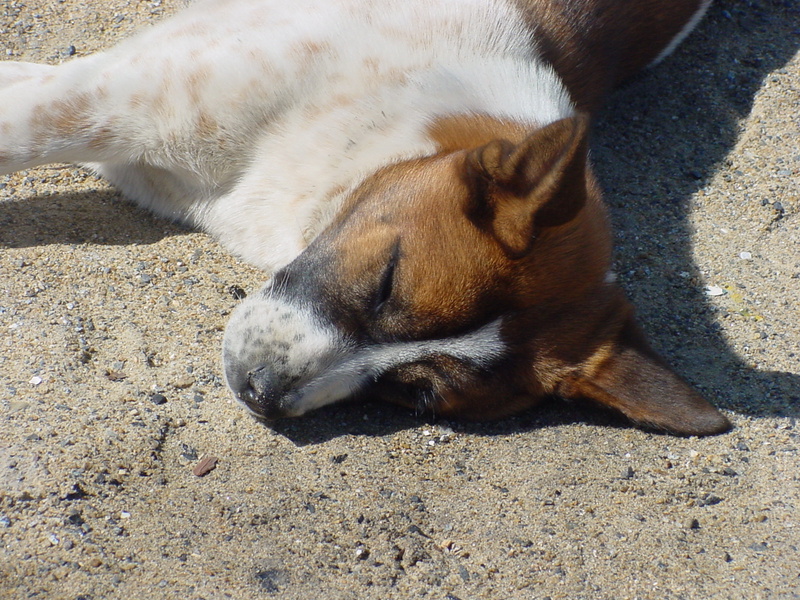 napping dog; DISPLAY FULL IMAGE.