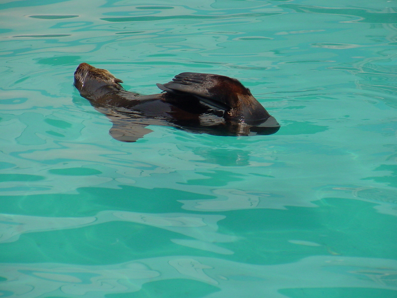 Southern sea lion; DISPLAY FULL IMAGE.