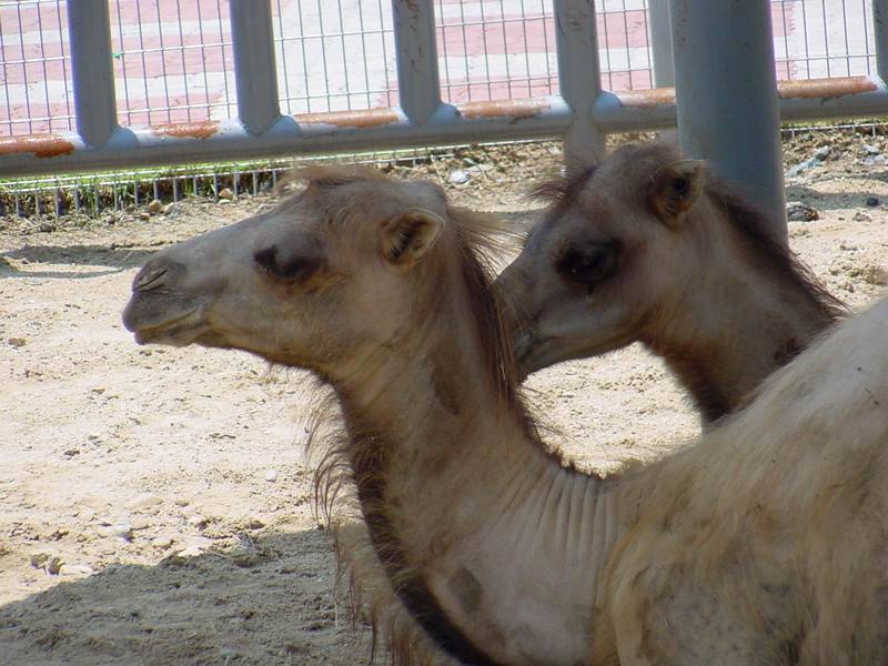 Bactrian Camels; DISPLAY FULL IMAGE.