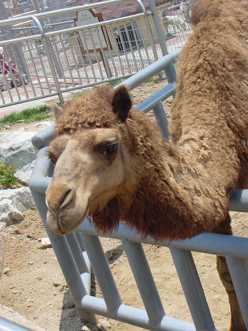 Dromedary Camel; DISPLAY FULL IMAGE.