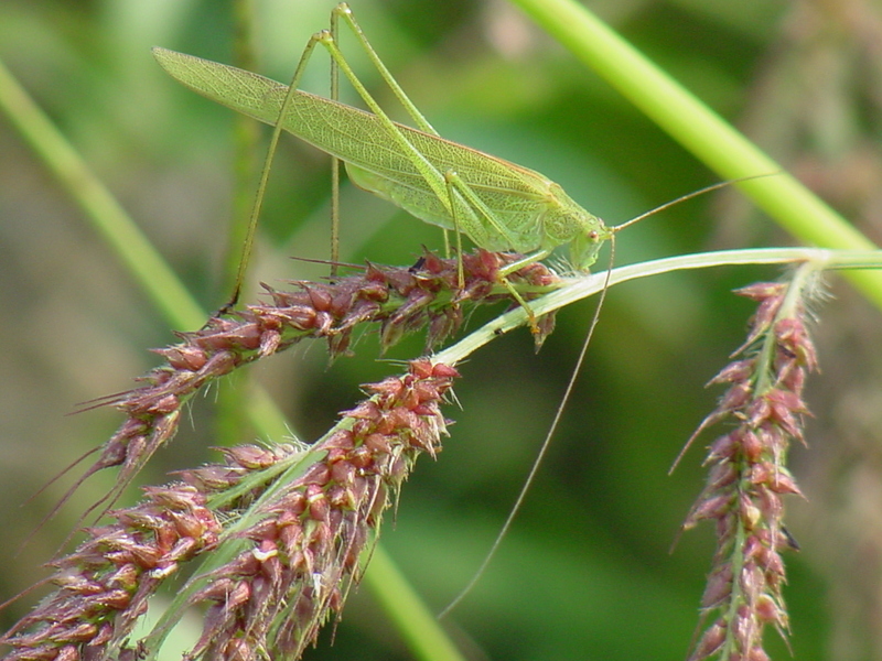 Grass katydid; DISPLAY FULL IMAGE.