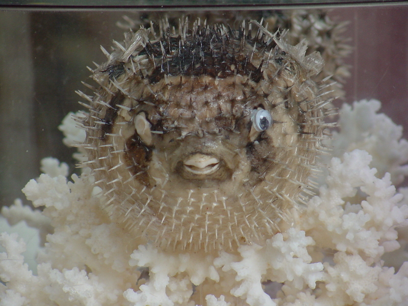 Stuffed spiny puffer; DISPLAY FULL IMAGE.