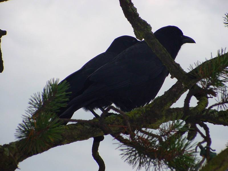 Common Ravens; DISPLAY FULL IMAGE.