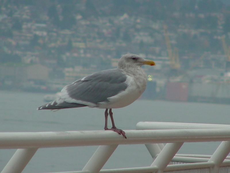American herring gull; DISPLAY FULL IMAGE.