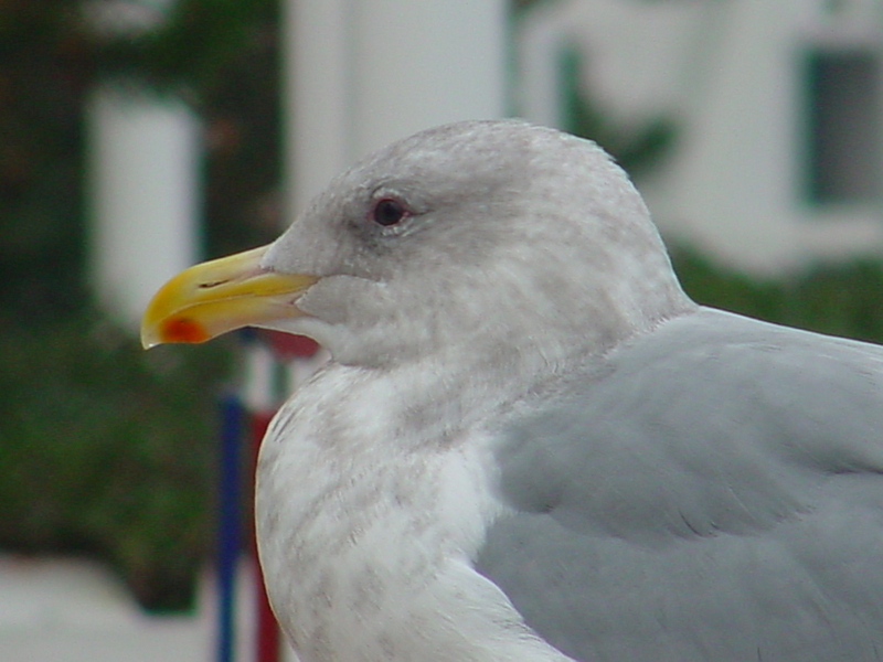 American Herring Gull; DISPLAY FULL IMAGE.
