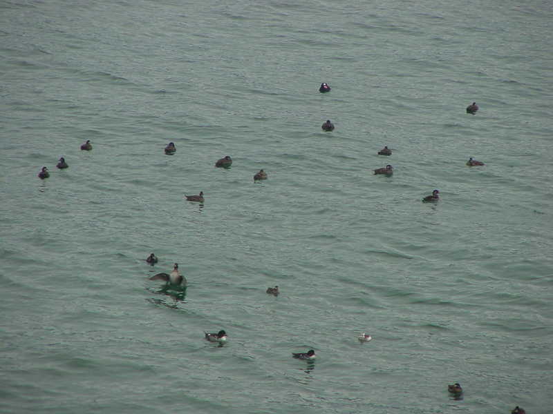Shore birds; DISPLAY FULL IMAGE.
