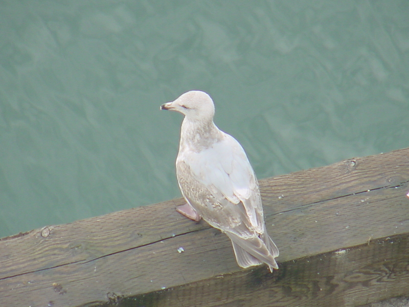American Herring Gull (juvenile); DISPLAY FULL IMAGE.