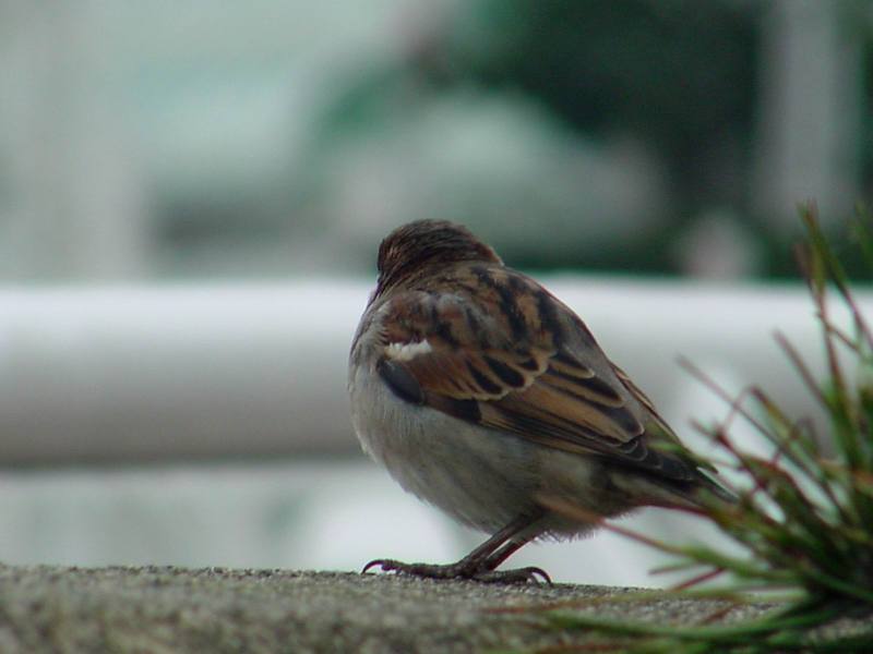 House Sparrow; DISPLAY FULL IMAGE.