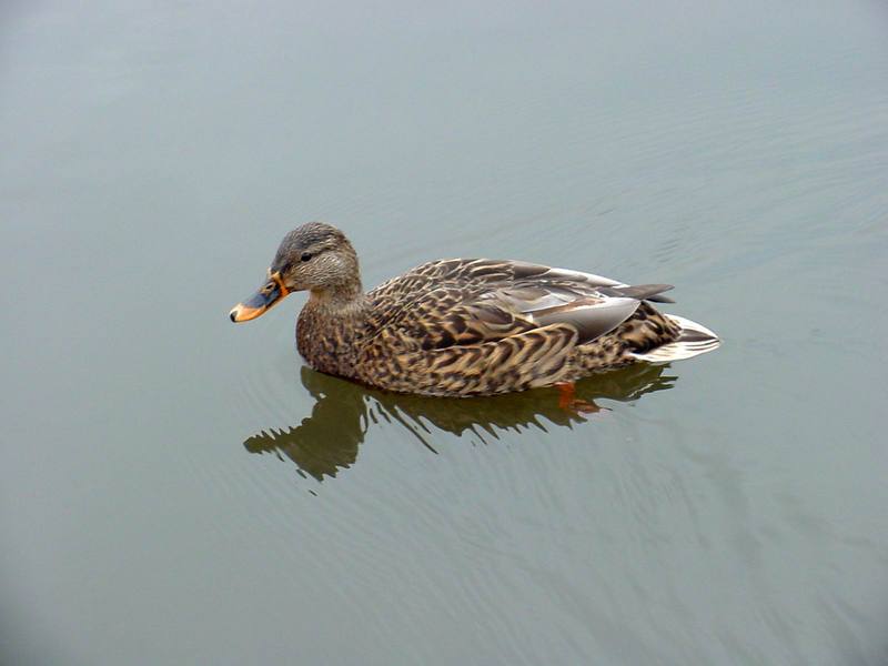 Mallard duck; DISPLAY FULL IMAGE.