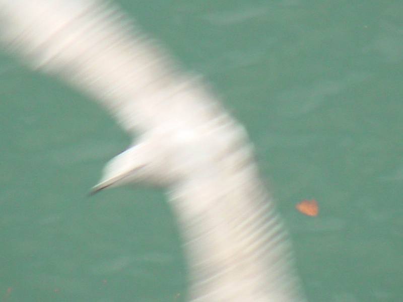 Herring gull's flight; DISPLAY FULL IMAGE.