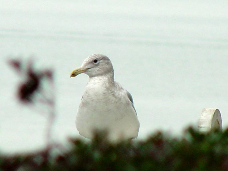 American Herring Gull; DISPLAY FULL IMAGE.