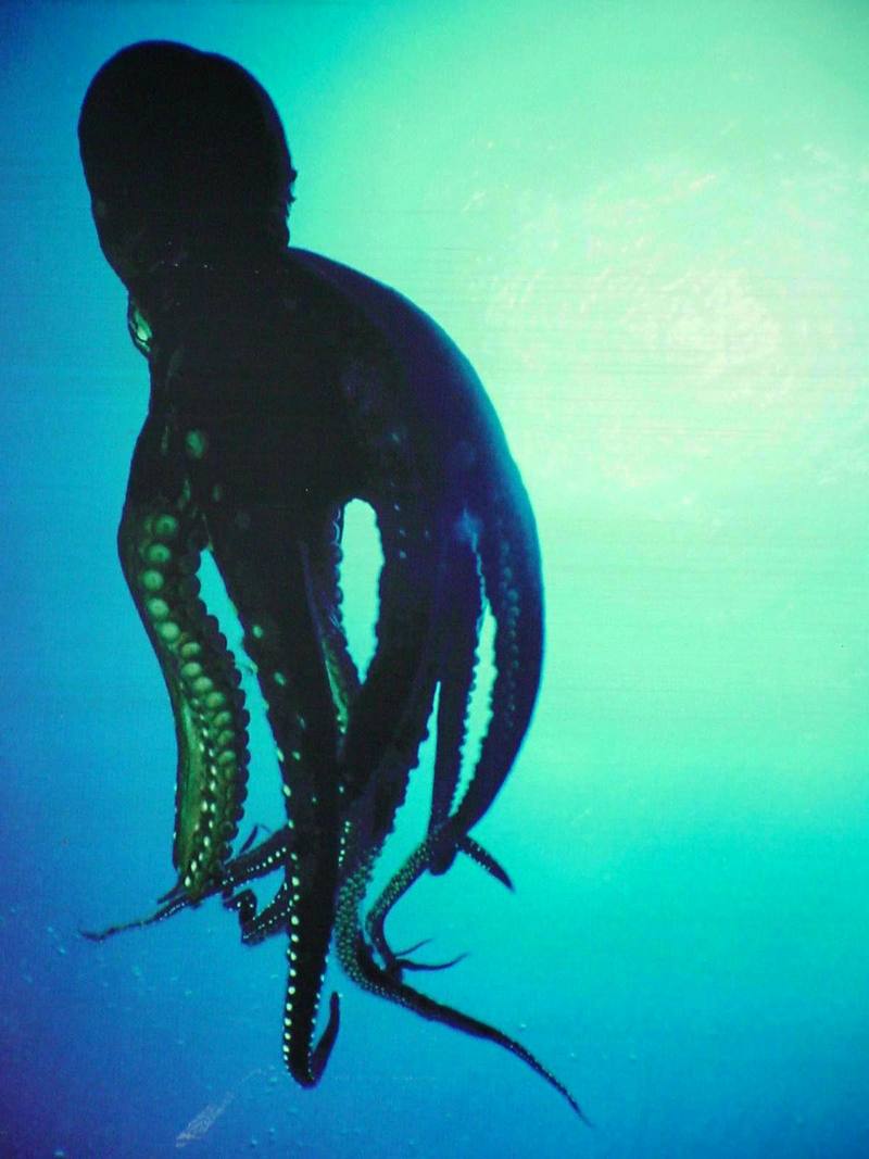 Octopus; DISPLAY FULL IMAGE.