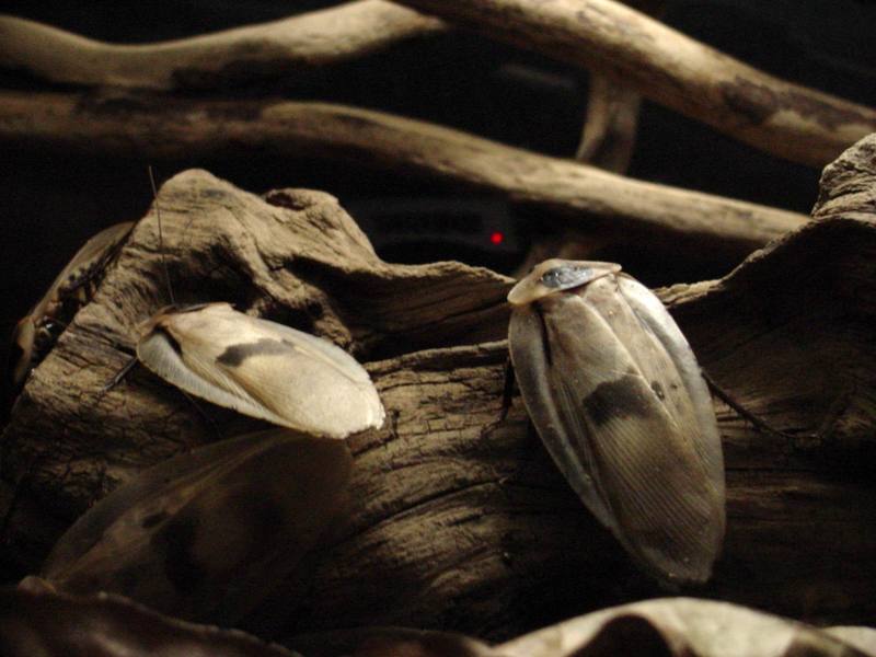 Giant Cockroaches (Blaberus giganteus) {!--아마존동굴바퀴-->; DISPLAY FULL IMAGE.