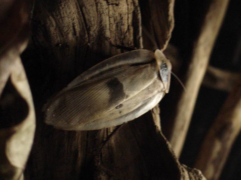 Giant Cockroach (Blaberus giganteus) {!--아마존동굴바퀴-->; DISPLAY FULL IMAGE.
