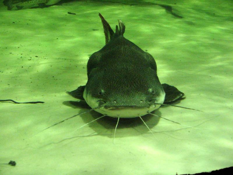 Redtail Catfish; DISPLAY FULL IMAGE.