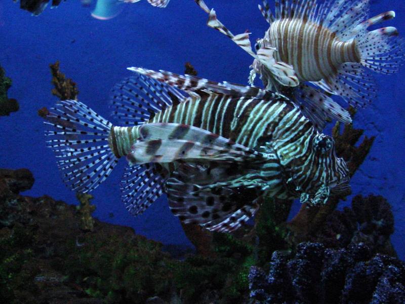 Lionfishes; DISPLAY FULL IMAGE.