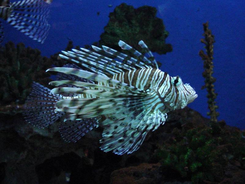 Lionfishes; DISPLAY FULL IMAGE.
