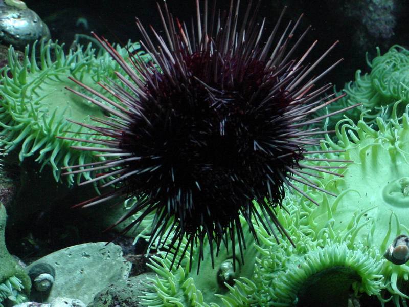 Sea Urchin; DISPLAY FULL IMAGE.