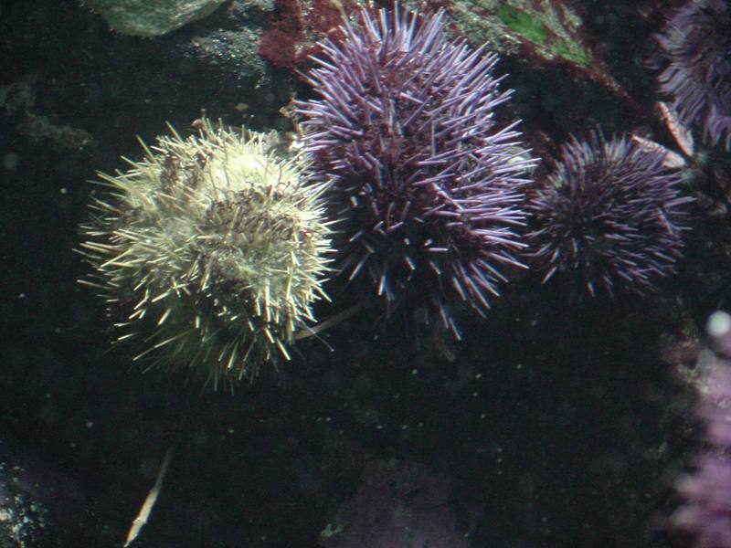 Sea Urchin; DISPLAY FULL IMAGE.