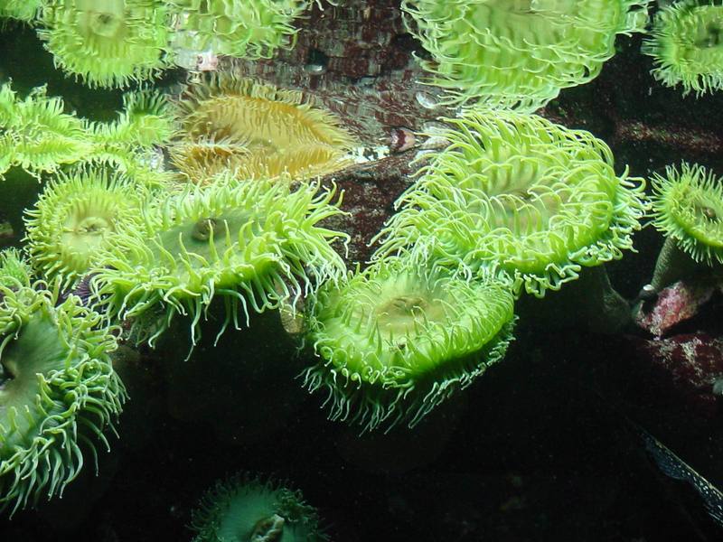 Sea Anemones; DISPLAY FULL IMAGE.