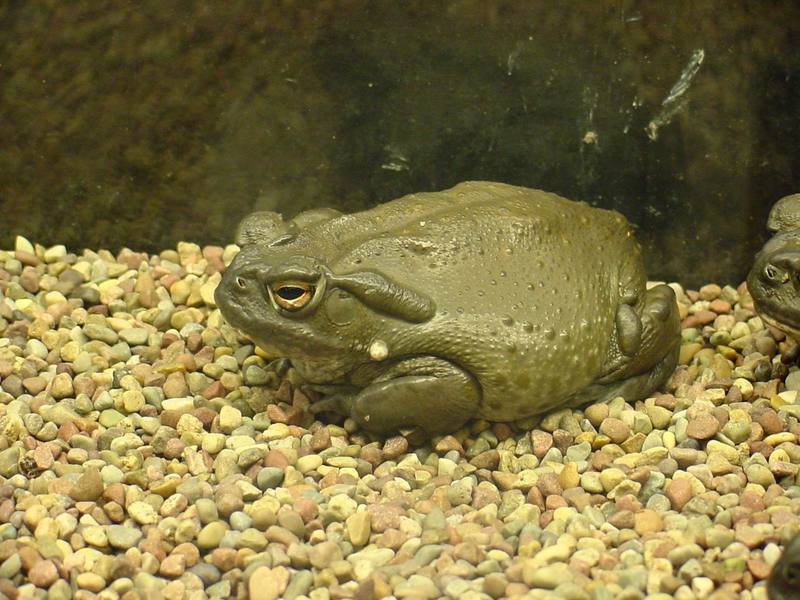 Colorado river toad; DISPLAY FULL IMAGE.
