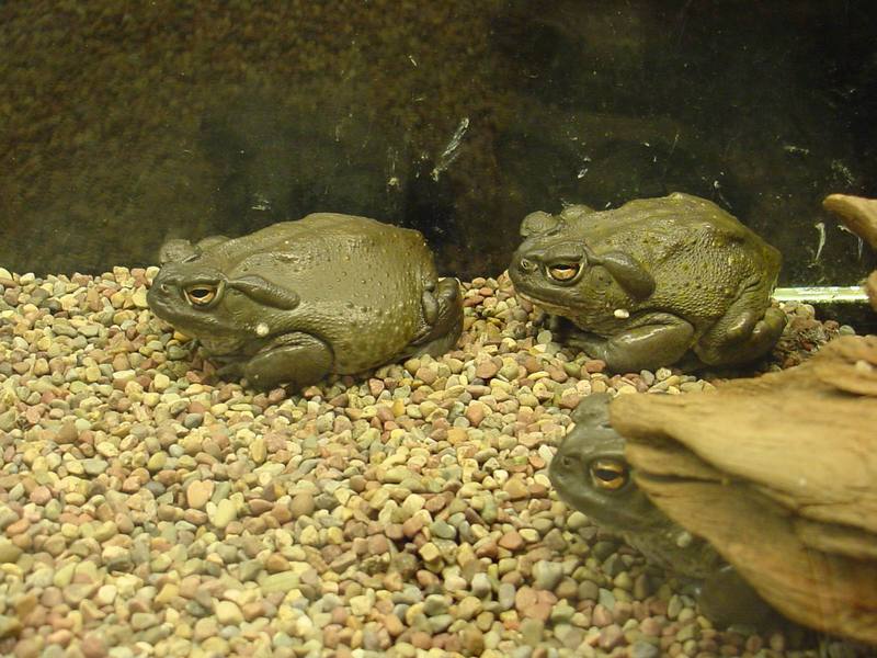Colorado River Toads; DISPLAY FULL IMAGE.