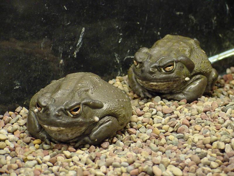 Colorado River Toads; DISPLAY FULL IMAGE.