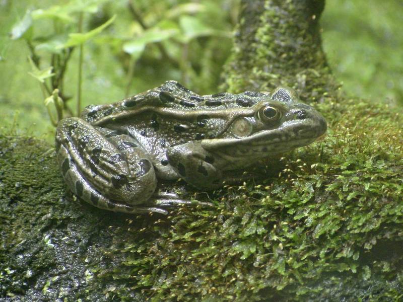 Leopard Frog; DISPLAY FULL IMAGE.
