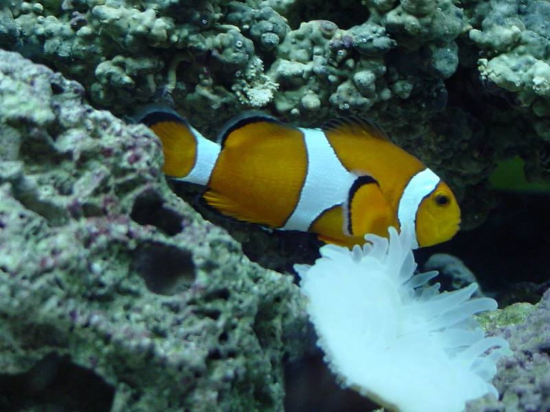 Common clownfish; DISPLAY FULL IMAGE.