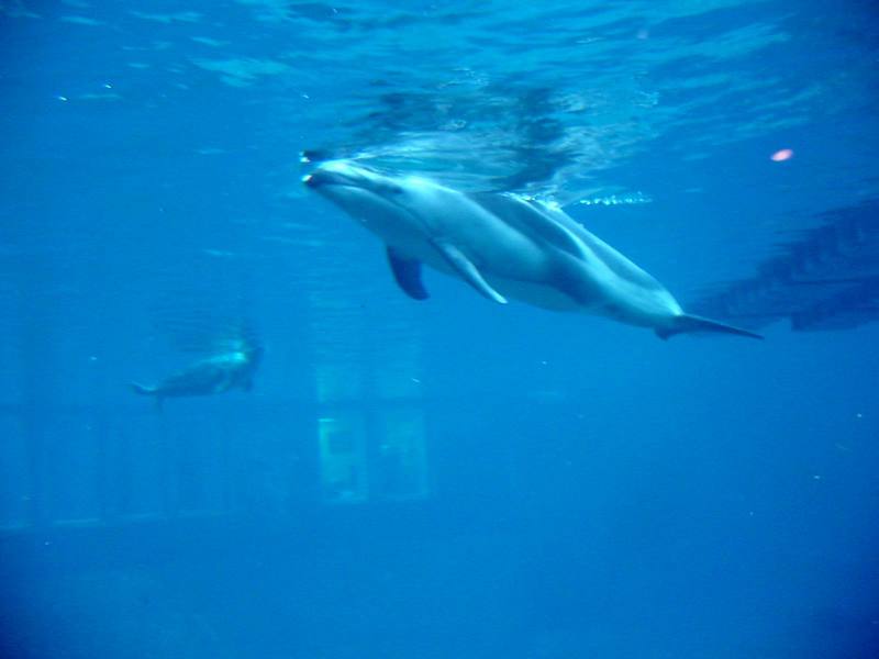 Pacific White-sided Dolphin; DISPLAY FULL IMAGE.
