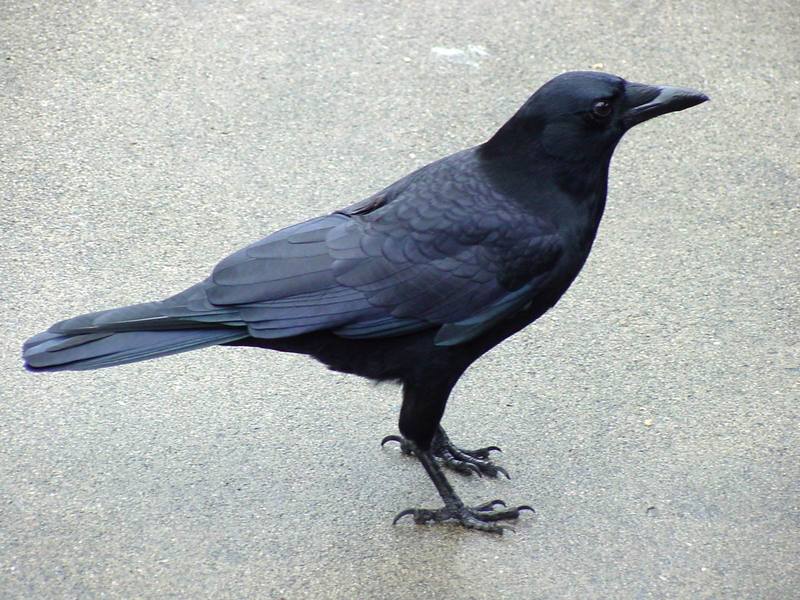 Common Raven; DISPLAY FULL IMAGE.
