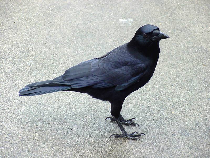 Common Raven; DISPLAY FULL IMAGE.