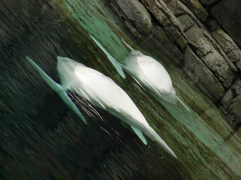 White Whale, Beluga (Delphinapterus leucas) - 흰고래; DISPLAY FULL IMAGE.