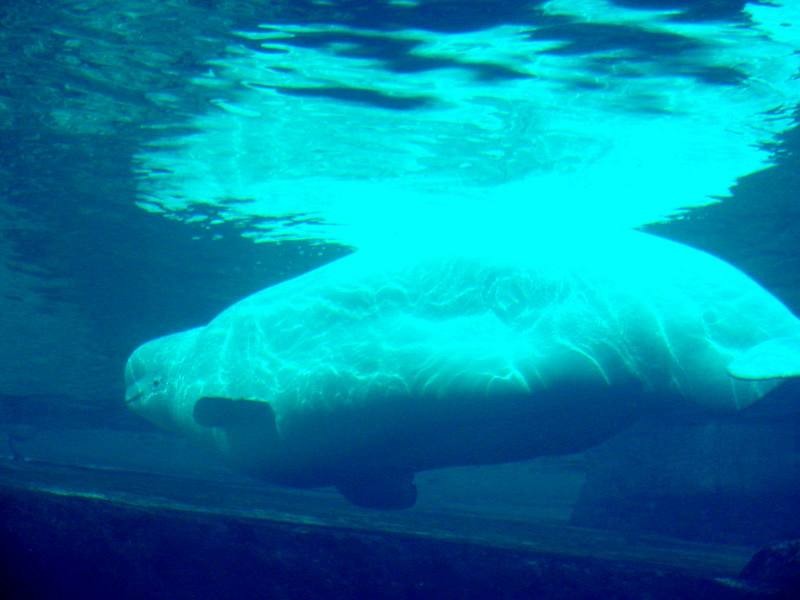 Beluga Whale Delphinapterus leucas (Pallas, 1776)