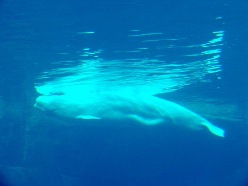 White Whale, Beluga (Delphinapterus leucas) - 흰고래; DISPLAY FULL IMAGE.
