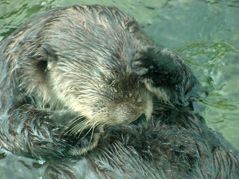 Sea otter (Enhydra lutris) [해달]; DISPLAY FULL IMAGE.