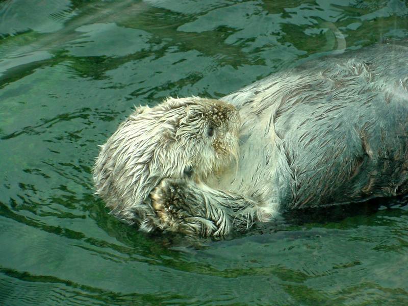 Sea otter (Enhydra lutris) [해달]; DISPLAY FULL IMAGE.